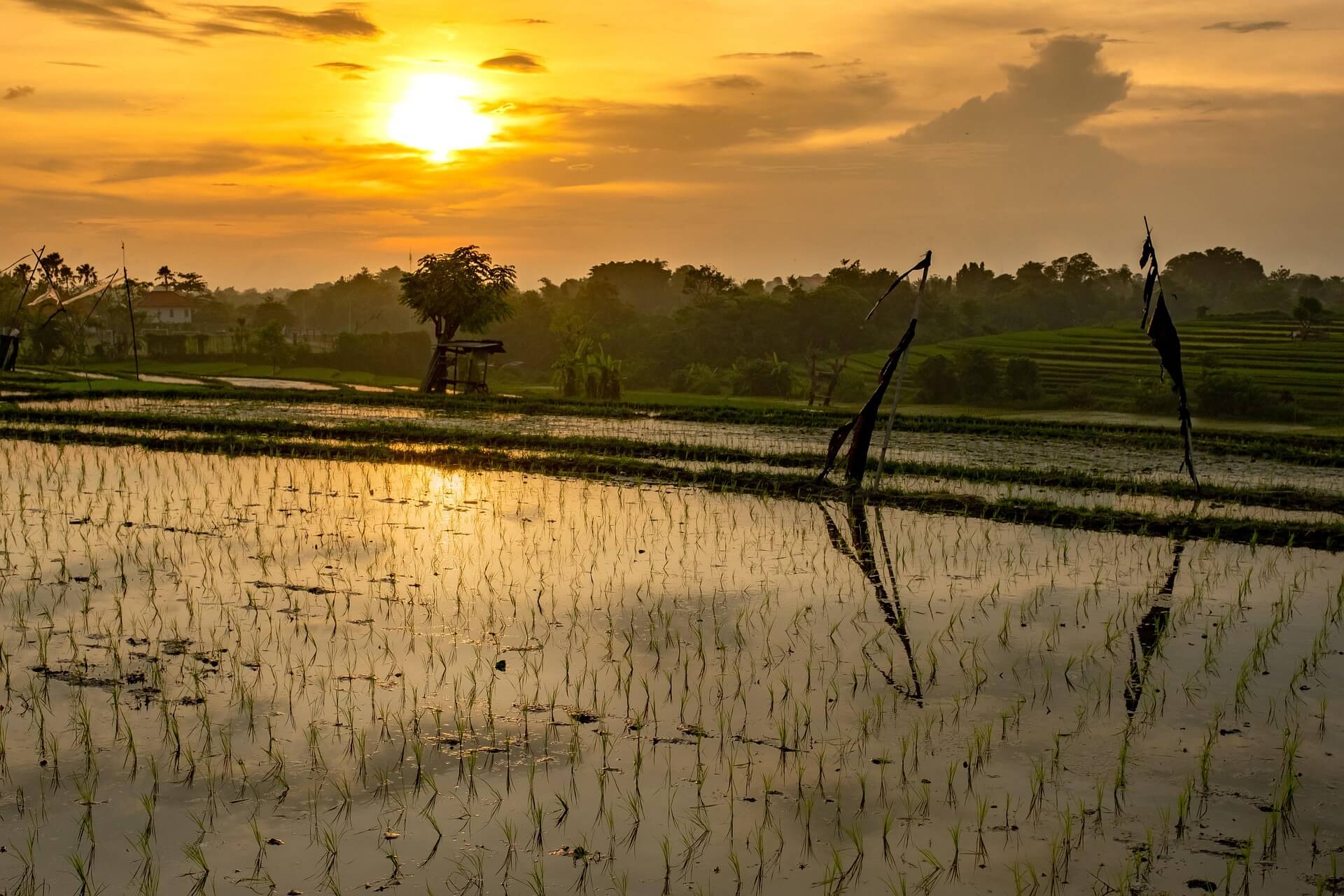 Sunset Over Rice Fields - The Beauty of Sustainable Farming 夕陽映照下的稻田 — 可持續農業的美麗景象
