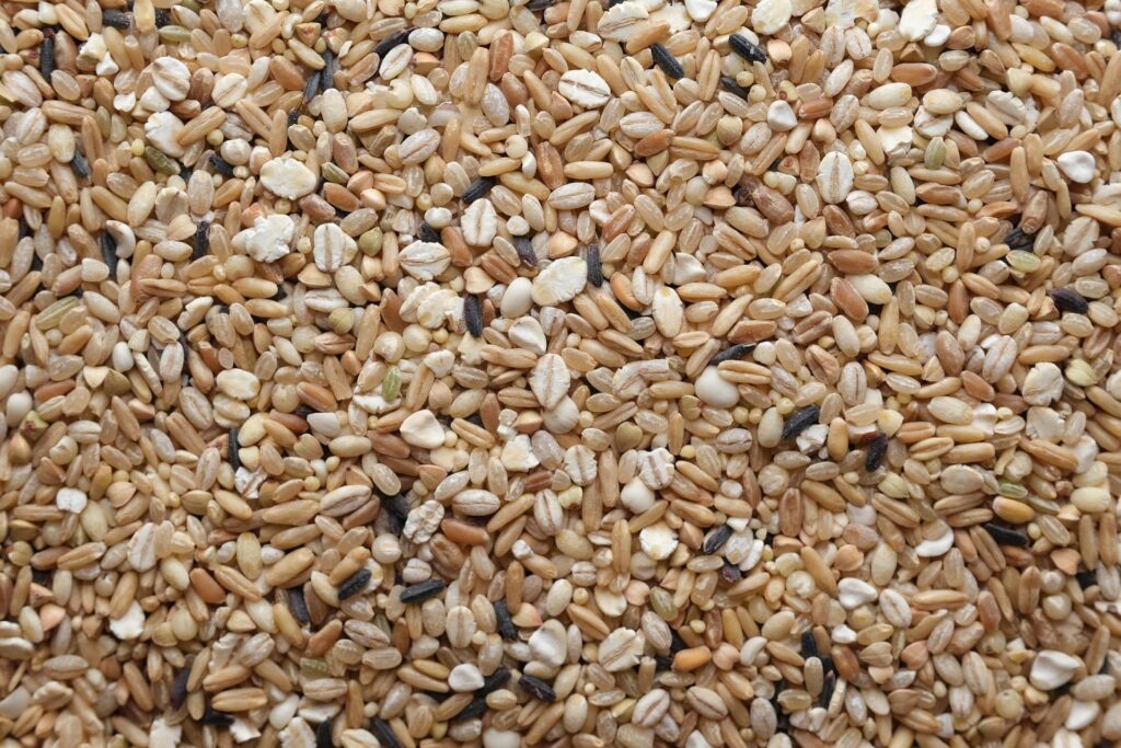 Close-up of cooked multigrain rice showing different grains like brown, red, black, and white rice.|煮熟的五穀米特寫,包含糙米、紅米、黑米與白米等不同穀物。