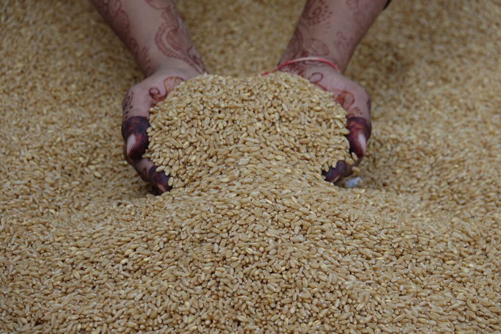 Hands holding parboiled rice grains — EatMe parboiled rice inherits the 2,000-year-old Indian craft of soaking, steaming and drying rice before milling to lock nutrients inside each grain. 雙手捧起預熟米穀粒，益米預熟米承襲源自 2000 多年前古印度的傳統工藝（浸泡、蒸熱、乾燥、再碾米），將 B 群維生素鎖進米粒內部。