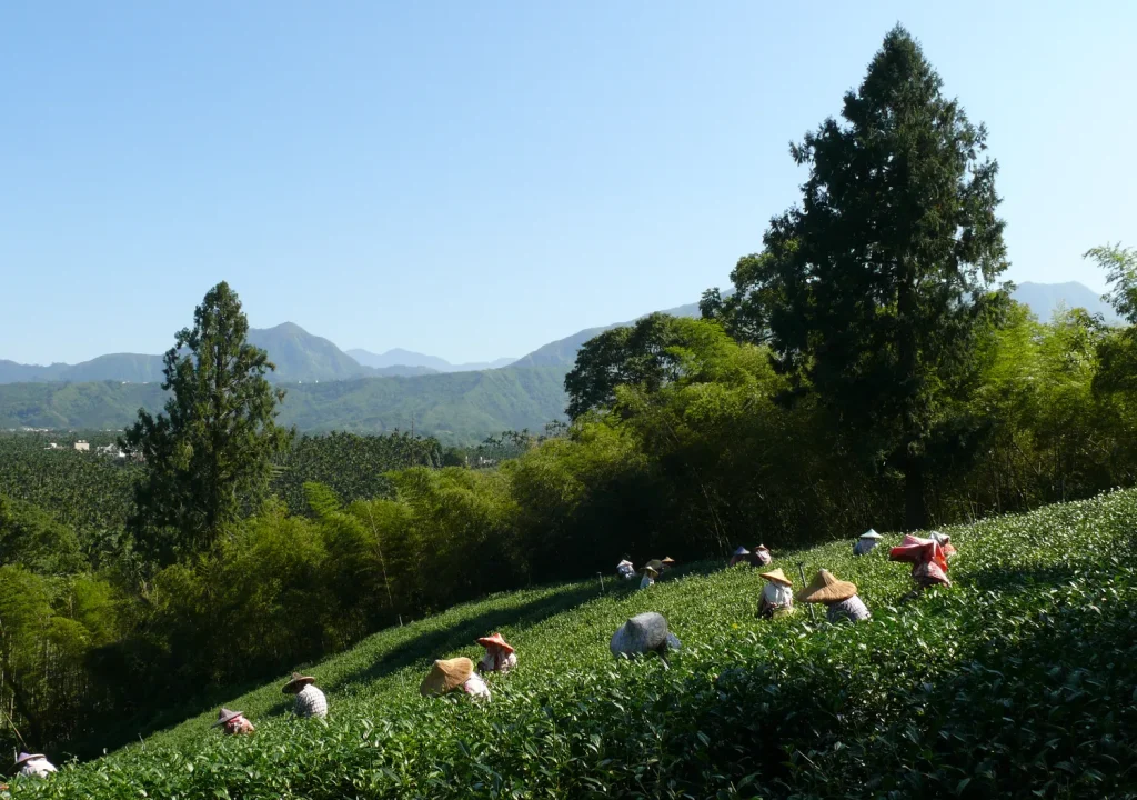Experienced tea pickers harvesting premium tea leaves on a hillside tea plantation surrounded by lush green mountains.